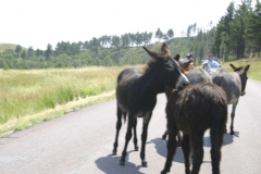 08-01-04_tc-blackhills-ride_wkirkpatrick-1064