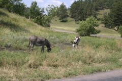 08-01-04_tc-blackhills-ride_wkirkpatrick-1065